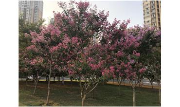 夏秋季節(jié)，錫城首次驚現(xiàn)紫薇花開美景